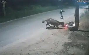 Assaltantes usam jumento para derrubar motociclista e roubar moto veja o vídeo