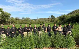 Operação integrada entre PI, MA e PE resulta na erradicação de 1 tonelada de maconha