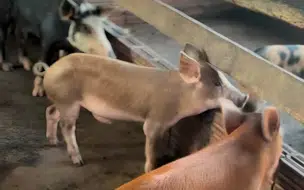 Piauí decreta emergência zoossanitária para prevenção da peste suína