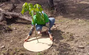 Coivaras implanta discos ecológicos para proteger plantas nativas e combater estiagem