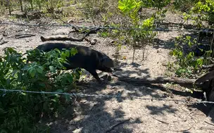 Piauí é um dos primeiros estados a concluir levantamento nacional sobre presença de javalis