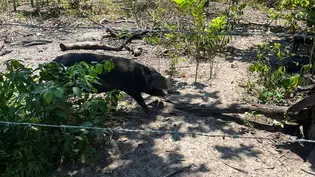 Piauí é um dos primeiros estados a concluir levantamento nacional sobre presença de javalis