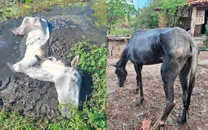PM resgata cavalo preso em lagoa na zona rural de Ilha Grande