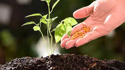 Pesquisa da UFPI desenvolve filamentos biodegradáveis para liberação controlada de fertilizantes
