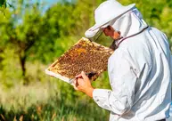 Piauí cai para a terceira posição entre os maiores produtores de mel do país