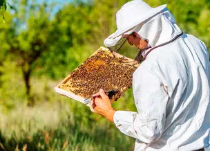 Piauí cai para a terceira posição entre os maiores produtores de mel do país