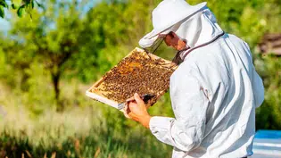 Piauí cai para a terceira posição entre os maiores produtores de mel do país