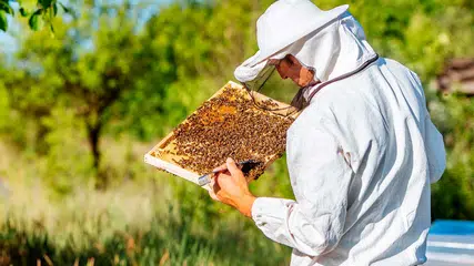 Piauí cai para a terceira posição entre os maiores produtores de mel do país