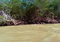 Homem é encontrado morto em mangue no Rio Iguaçu, no litoral do Piauí