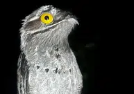 Urutau, a misteriosa Mãe-da-Lua: Conheça a ave que se disfarça de galho e impressiona pelo canto