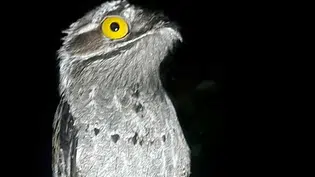 Urutau, a misteriosa Mãe-da-Lua: Conheça a ave que se disfarça de galho e impressiona pelo canto