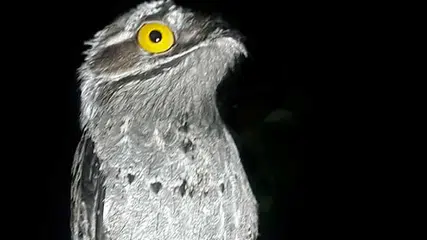 Urutau, a misteriosa Mãe-da-Lua: Conheça a ave que se disfarça de galho e impressiona pelo canto