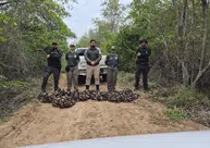 Semarh realiza maior apreensão de caranguejos-uçá durante operação no litoral do Piauí