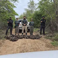 Semarh realiza maior apreensão de caranguejos-uçá durante operação no litoral do Piauí