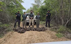 Semarh realiza maior apreensão de caranguejos-uçá durante operação no litoral do Piauí