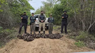 Semarh realiza maior apreensão de caranguejos-uçá durante operação no litoral do Piauí