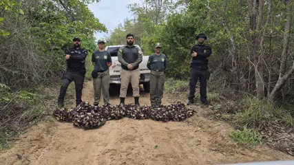 Semarh realiza maior apreensão de caranguejos-uçá durante operação no litoral do Piauí