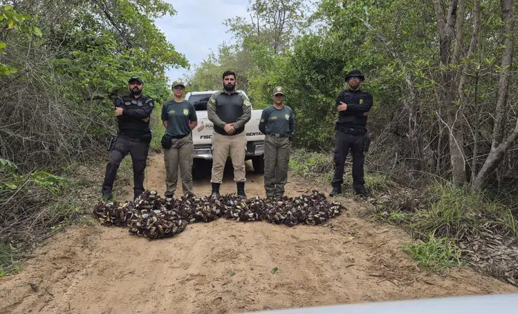 Semarh realiza maior apreensão de caranguejos-uçá durante operação no litoral do Piauí