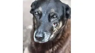 Caso Orelha: polícia pede internação de adolescente envolvido no crime