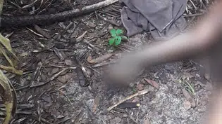 Corpo de mulher é encontrado em decomposição na zona rural de Altos