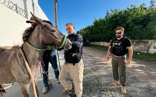 Nova lei estadual reforça prevenção de acidentes com animais soltos em rodovias do Piauí