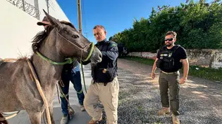 Nova lei estadual reforça prevenção de acidentes com animais soltos em rodovias do Piauí