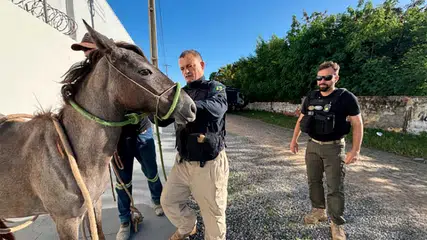Nova lei estadual reforça prevenção de acidentes com animais soltos em rodovias do Piauí