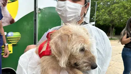 Governo do PI vai garantir abrigo, cuidado a animais vítimas de maus-tratos apreendidos pela polícia