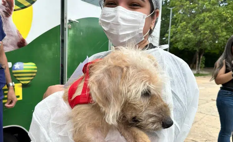 Governo do PI vai garantir abrigo, cuidado a animais vítimas de maus-tratos apreendidos pela polícia