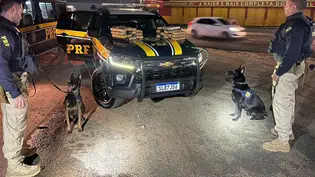 Adolescente é flagrada transportando 33 kg de maconha em ônibus interestadual na BR-343