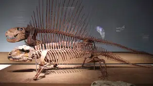 UFPI lidera descoberta inédita de pelicossauros no Brasil