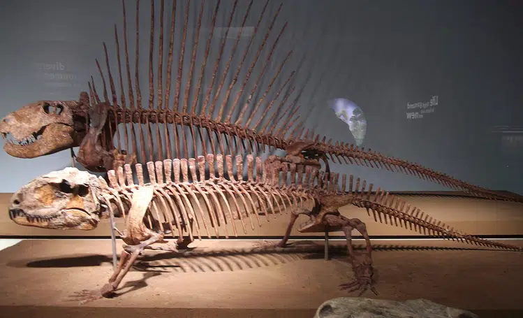 UFPI lidera descoberta inédita de pelicossauros no Brasil