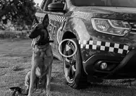 K9 Colt é homenageado com honra após morte em treinamento no Piauí
