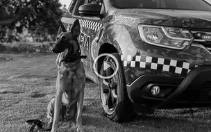 K9 Colt é homenageado com honra após morte em treinamento no Piauí