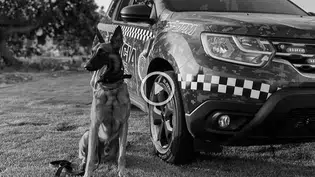 K9 Colt é homenageado com honra após morte em treinamento no Piauí