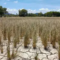 Piauí tem 224 municípios com algum nível de seca em janeiro de 2026
