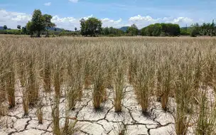 Piauí tem 224 municípios com algum nível de seca em janeiro de 2026