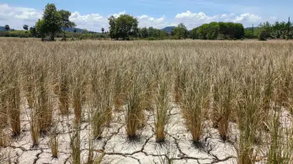 Piauí tem 224 municípios com algum nível de seca em janeiro de 2026