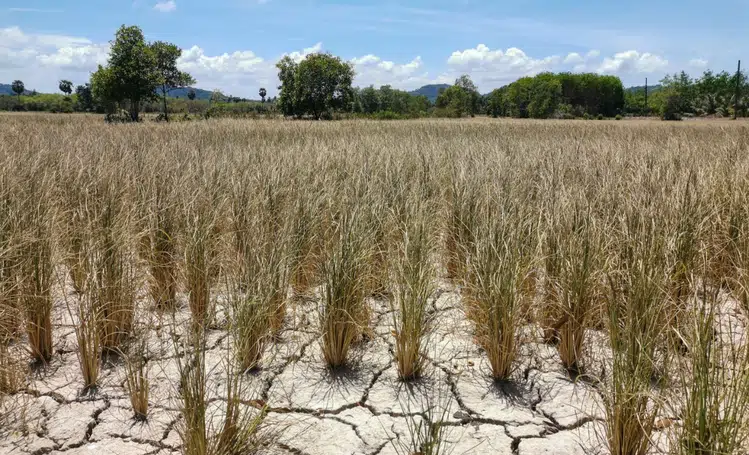 Piauí tem 224 municípios com algum nível de seca em janeiro de 2026