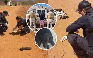 Suspeito de matar cinco filhotes é preso em Picos