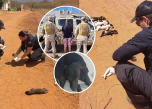 Suspeito de matar cinco filhotes é preso em Picos