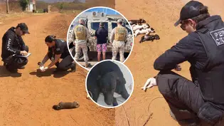 Suspeito de matar cinco filhotes é preso em Picos