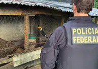 PF combate organização criminosa de tráfico de animais silvestres no Piauí e mais 4 estados