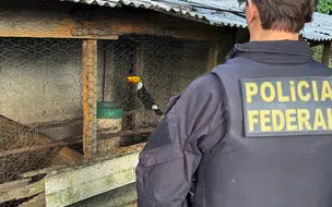 PF combate organização criminosa de tráfico de animais silvestres no Piauí e mais 4 estados