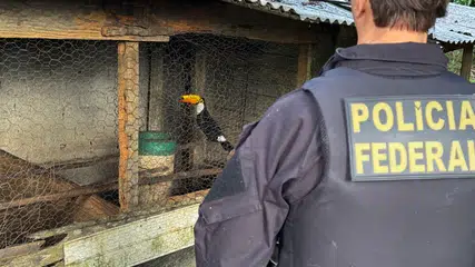 PF combate organização criminosa de tráfico de animais silvestres no Piauí e mais 4 estados