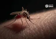 São Raimundo Nonato decreta emergência após alta nos casos de dengue