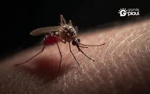 São Raimundo Nonato decreta emergência após alta nos casos de dengue