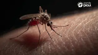 São Raimundo Nonato decreta emergência após alta nos casos de dengue