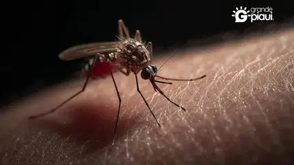 São Raimundo Nonato decreta emergência após alta nos casos de dengue