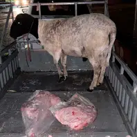 Dois homens são presos suspeitos de roubar animais e moto na zona rural de Paes Landim